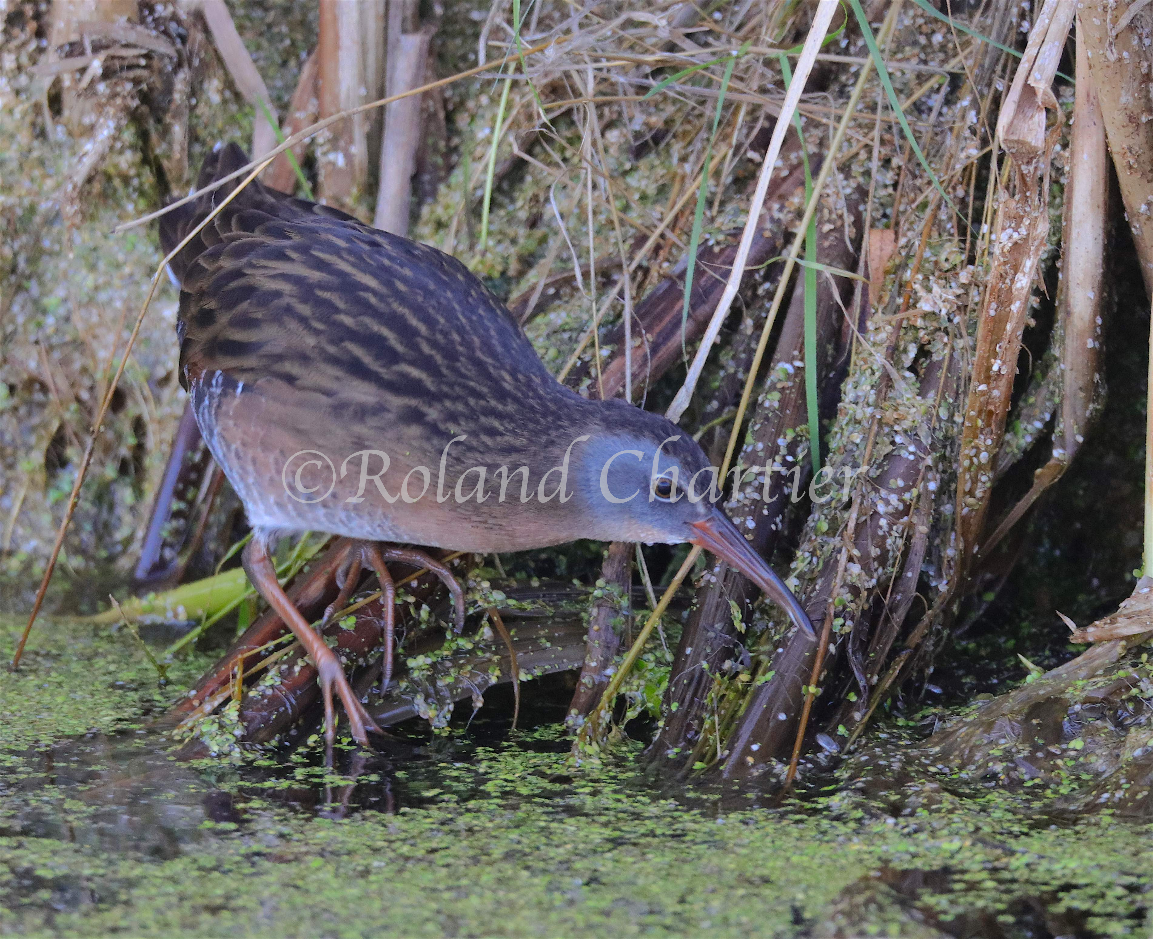 Virgina Rail about to put it's beak in water.